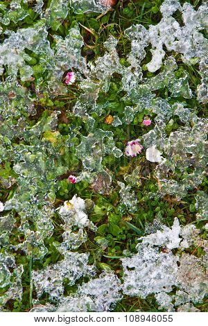 Thawing On The Green Grass With Daisys