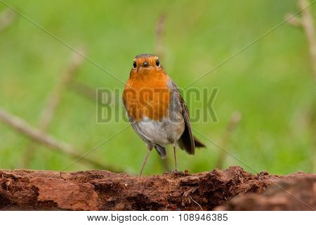 Redbreast