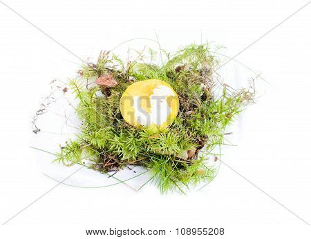 Edible Mushroom On White Background Autumn