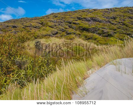 Various Types Of Dune Vegetation Wharariki Beach