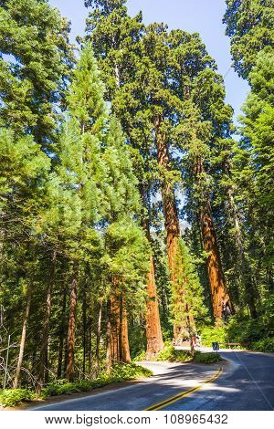 big sequoia trees