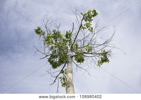 Branch of tree