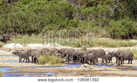 African Bush Elephant In Kruger National Park