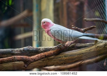 Galah Cockatoo