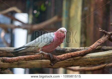 Galah Cockatoo