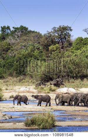 African Bush Elephant In Kruger National Park
