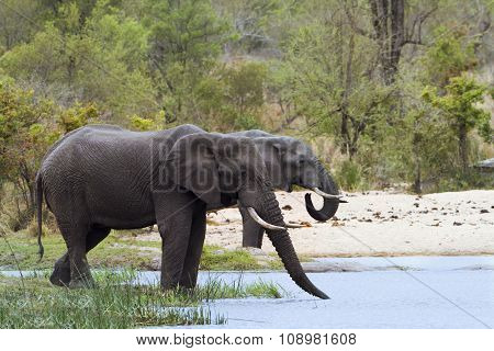 African Bush Elephants In Kruger National Park