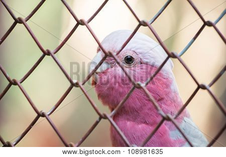 Galah Cockatoo