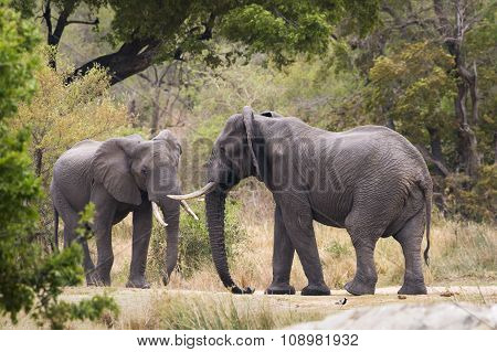 African Bush Elephant In Kruger National Park