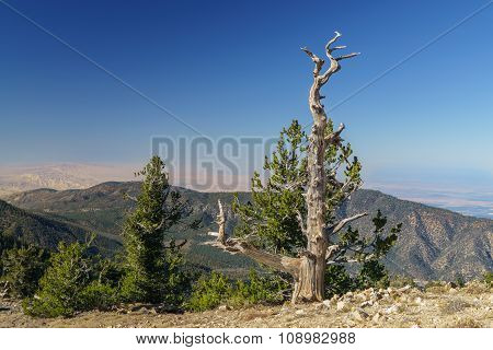 Summit Of Mount Pinos