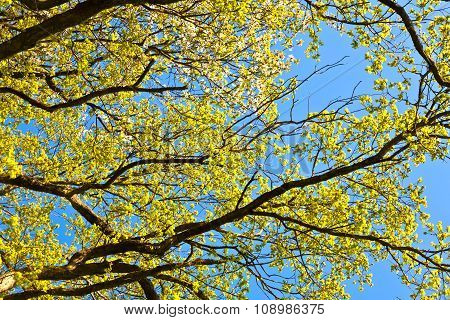 Blooming Tree With Blue Sky In Forest
