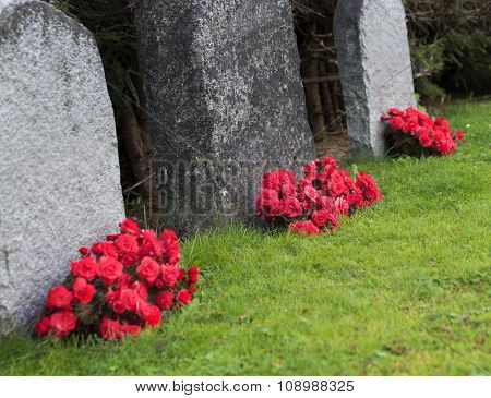 Red Roses On Graveyard