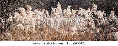 Reed on the sun