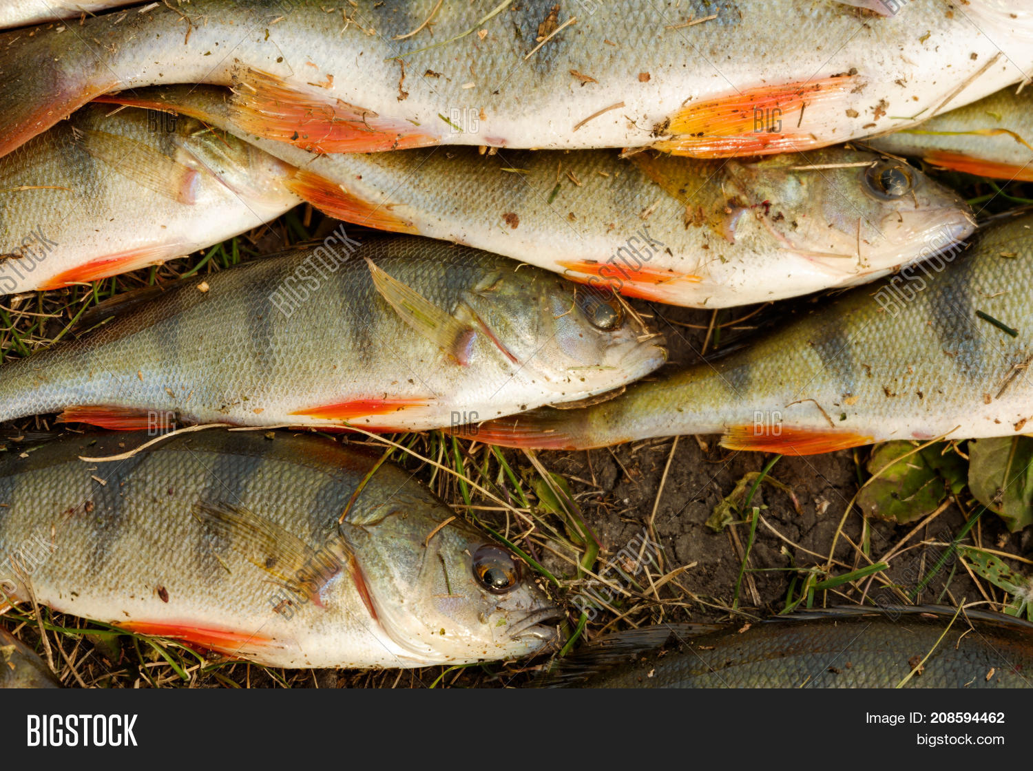 Fresh Catch Fish Lying Image & Photo (Free Trial) Bigstock