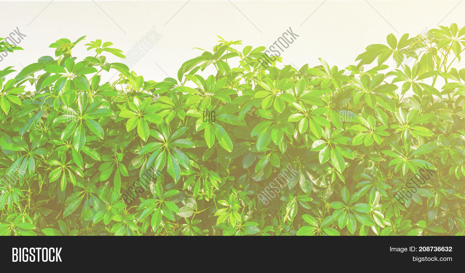 Shrubbery, Green Image & Photo (Free Trial) | Bigstock
