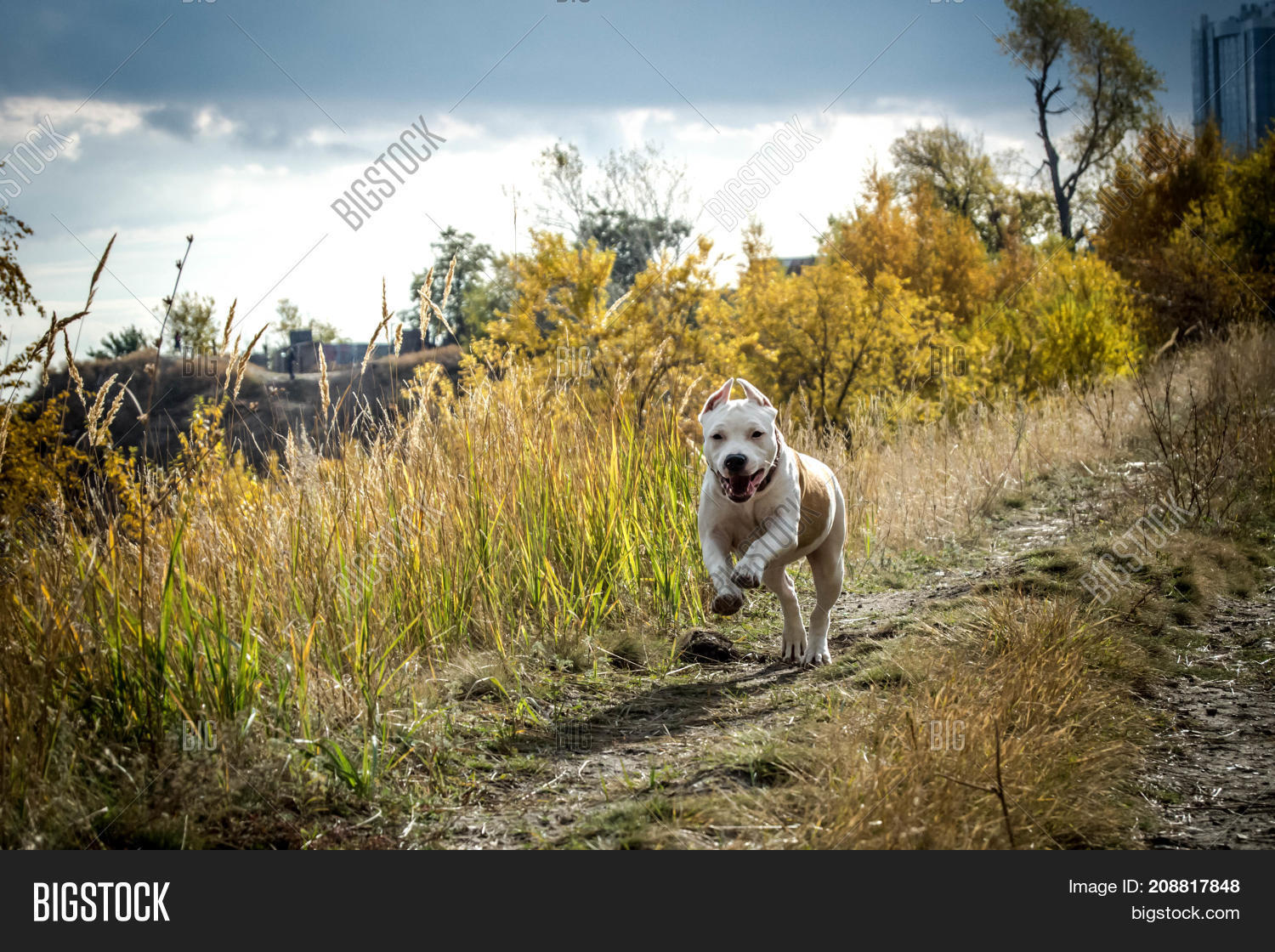 Dog Fighting Breeds Image & Photo (Free Trial) Bigstock