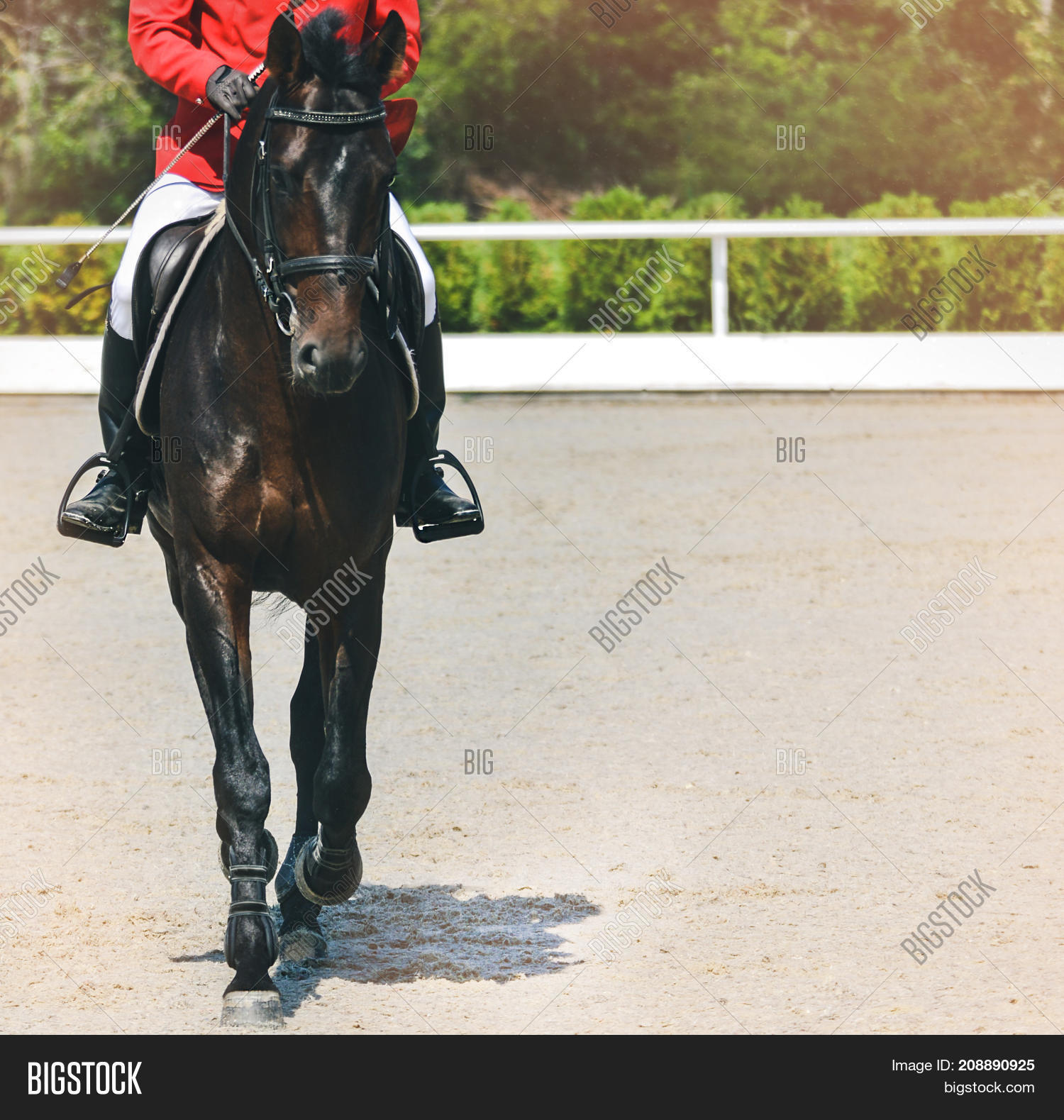 red showjumping jacket