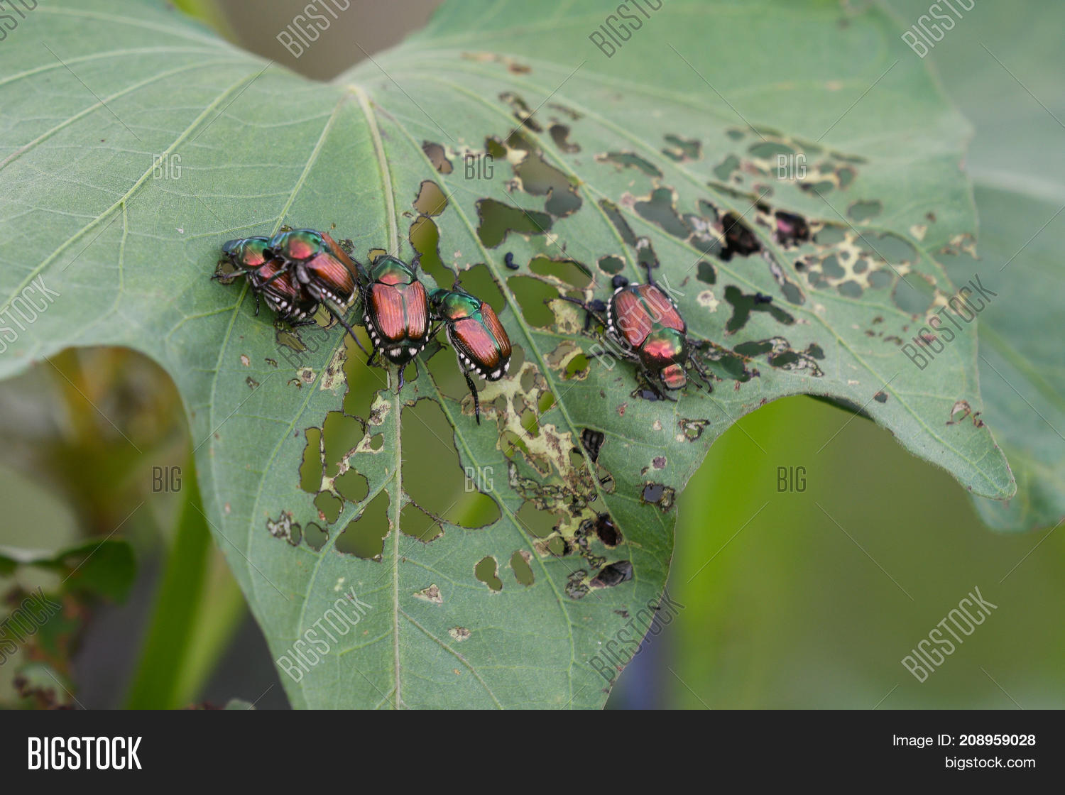 Japanese Beetles Eat Image & Photo (Free Trial) Bigstock