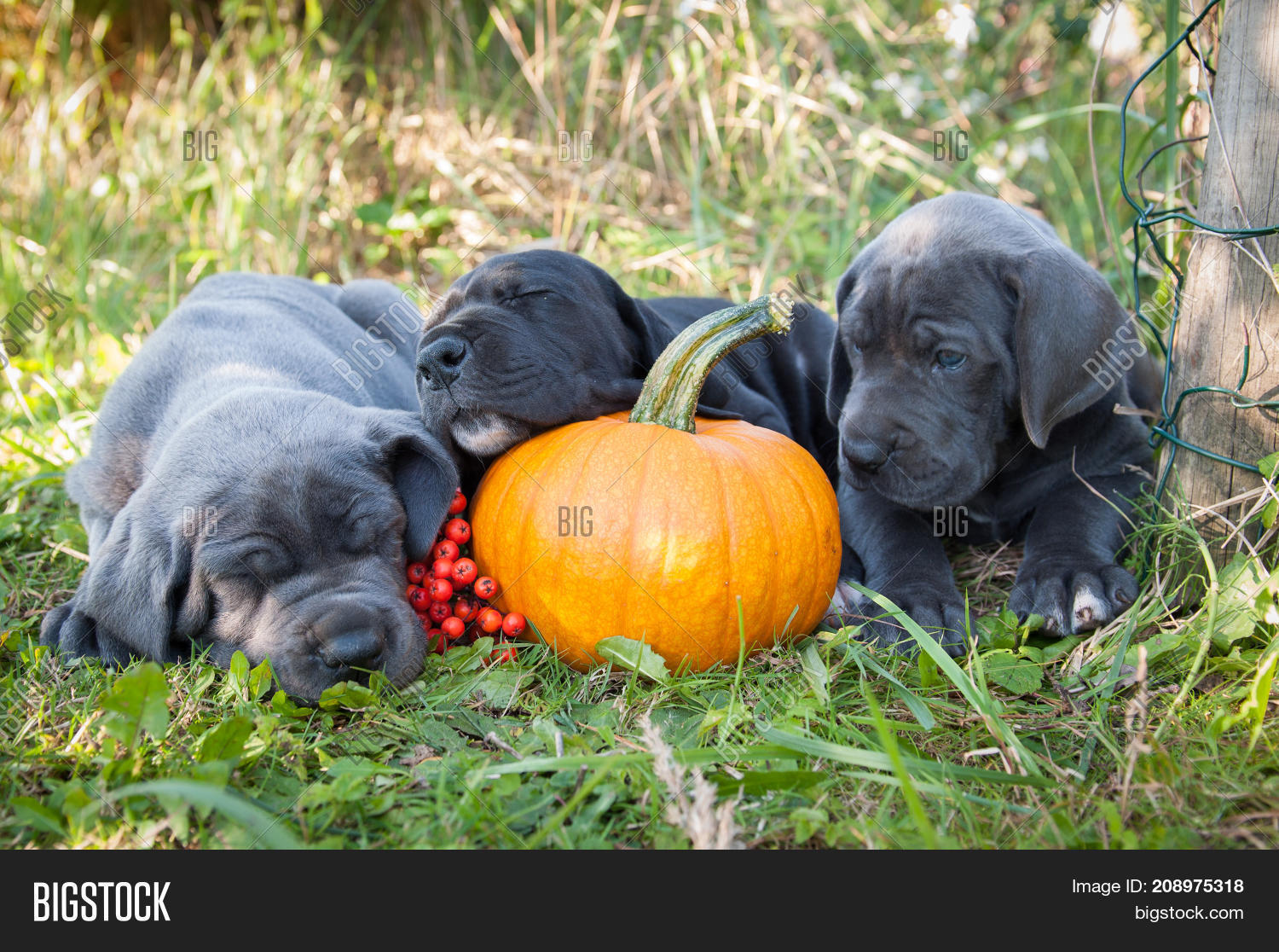 great dane pumpkin