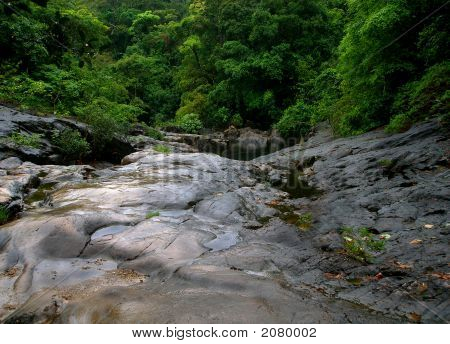 Jungle