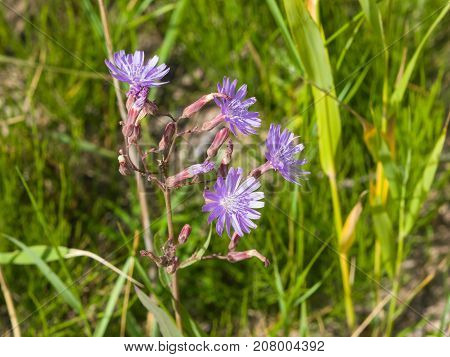 Siberian Lettuce or Lactuca Sibirica flowers macro selective focus shallow DOF.