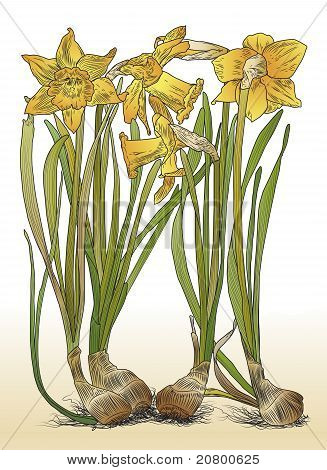 Ilustracja kolor Daffodils z żarówki wektor