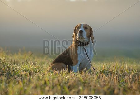 dog Beagle on a walk on an autumn morning at dawn in the fog