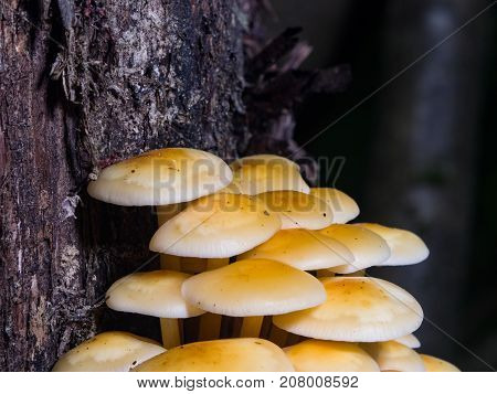 Sulphur Tuft Hypholoma fasciculare cluster growing on old wood macro selective focus shallow DOF.