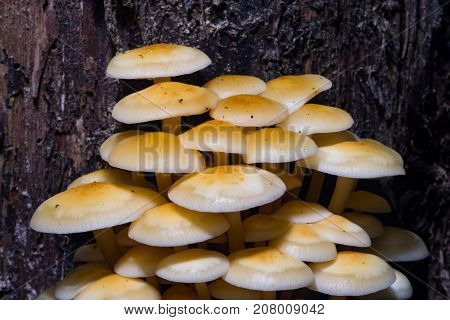 Sulphur Tuft Hypholoma fasciculare cluster growing on old wood macro selective focus shallow DOF.
