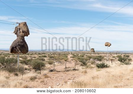 Communal bird nests built on top of telecommunication poles next to the N8-road near Groblershoop in the Northern Cape Province