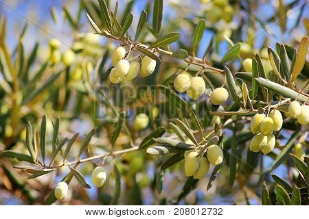 ripe green olives, grades syrian, on a branch of an olive tree