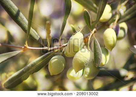 ripe green olives, grades syrian, on a branch of an olive tree