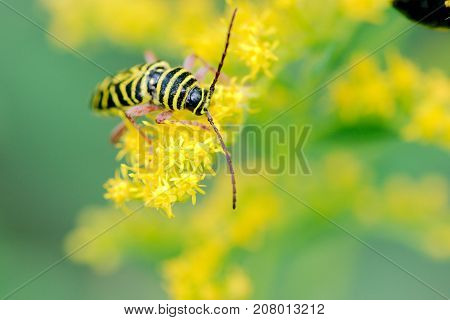 Locust Borer - Megacyllene robiniae feeding on Goldenrod