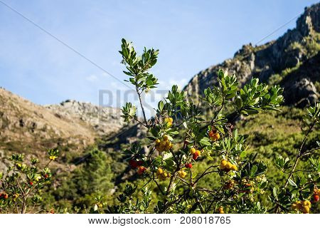 An Arbutus with ripe fruits in the National Park of Peneda-Geres Portugal.