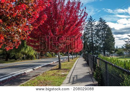 Trees explode with brilliant red color on a street in Des Moines Washington.