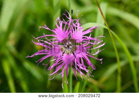 Pink Flower
