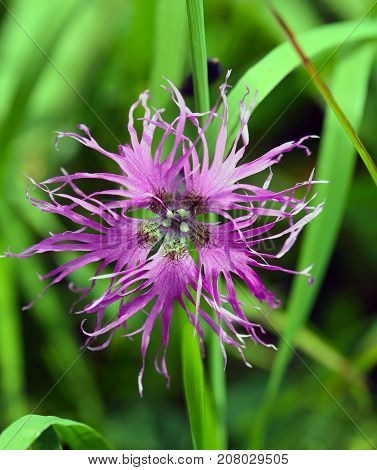 Pink Flower