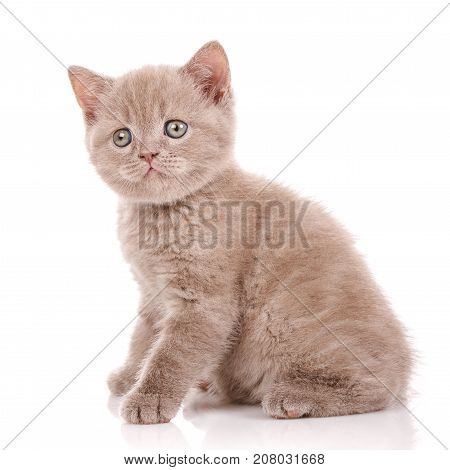 Cat, pet, and cute concept - Scottish Straight Cat isolated on white.