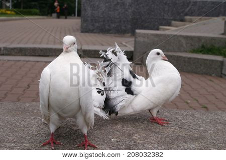 White Doves