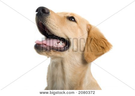 Labrador retriever