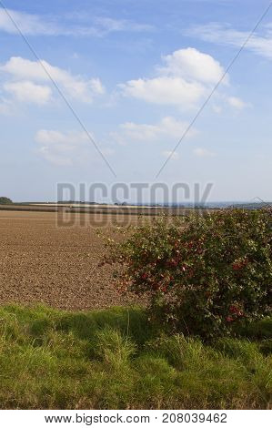 Hawthorn Berries And Plow Soil