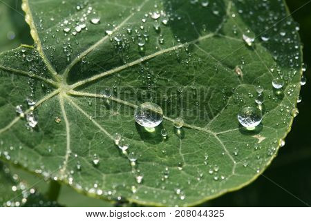 Dew Drops On A Leaf