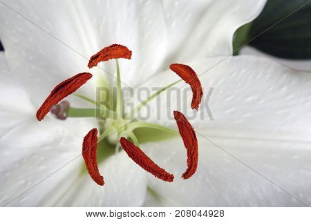 Madonna Lily