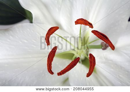 Madonna Lily
