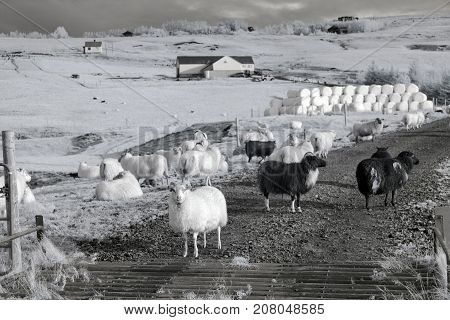 Icelandic Sheep In Infrared