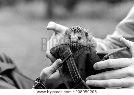 Hedgehog sitting in the hands black and white poster