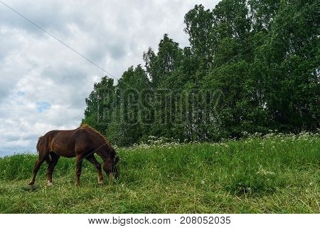 Horse grazing in the field a clear day