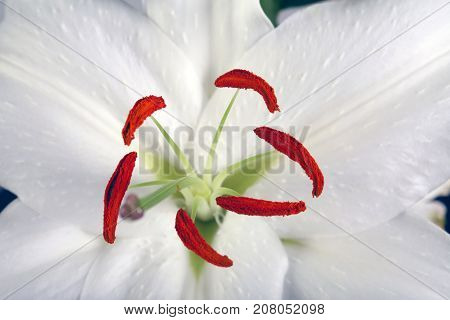 Madonna Lily