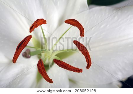 Madonna Lily