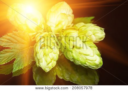 Green fresh hop cone on dark background. Fresh hops cone and leaf. Freshly harvested hop flower for beer and bread making